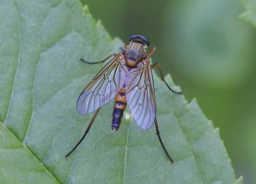 Réf. 227 822 : Rhagio tringarius